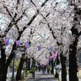 【観光】花と緑の散歩道