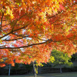 【観光】亀山湖の紅葉