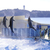 【観光】新江ノ島水族館