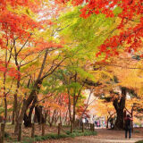 【観光】平林寺の紅葉