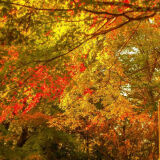 【観光】高尾山の紅葉