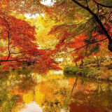 【観光】成田山公園の紅葉
