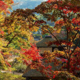 【観光】三渓園の紅葉