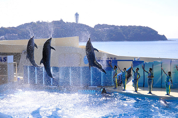 新江ノ島水族館