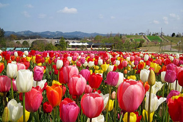 国営越後丘陵公園