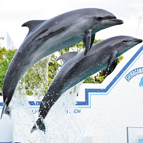 しながわ水族館