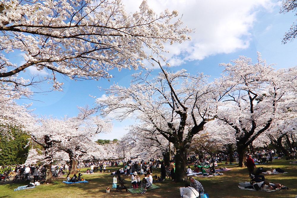 Koganei Park