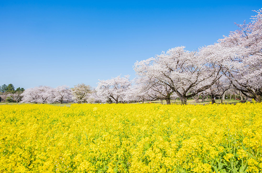 Showa Memorial Park (Showa Kinen Koen)