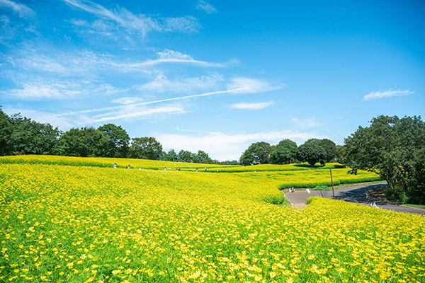 国営昭和記念公園